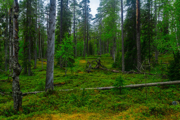 Obraz premium Rykimakero Trail, in Pyha-Luosto National Park