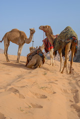 Wadi Rum Jordan - camel
