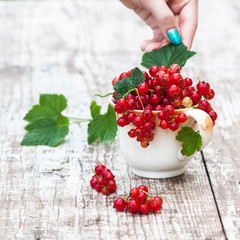 Juicy organics berries of raw red currant in a cup in female hands against the background of grass. Natural light. The concept of a healthy diet