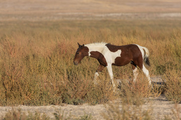 Naklejka na ściany i meble Wild Horse in the Utah Desert
