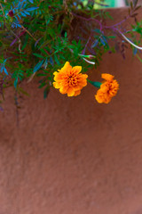 The marigold yellow and red walls