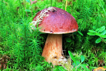 Белый красавец