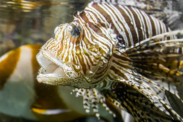 closeup of a lionfish head with open mouth, tropical venomous aquarium pet