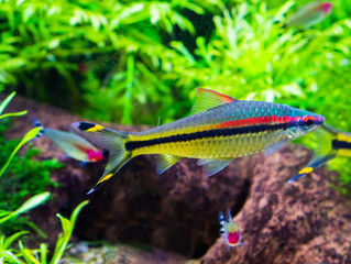 small and colorful tetra fish swimming in the aquarium, silver color with black, yellow and red stripes