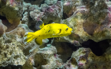 golden guineafowl puffer fish swimming in front of some rocks underwater