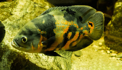 tiger oscar fish in closeup that is swimming in the water, a tropical pet from south America