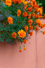 The marigold yellow and red walls