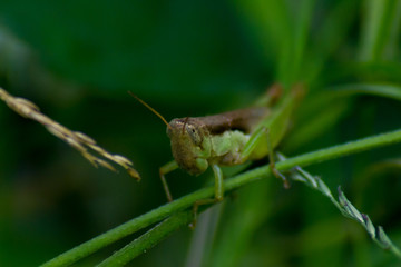 Grasshopper grab on the branches or grass with green background
