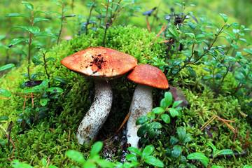 mushroom in forest