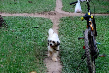  Shitsu dog in the park