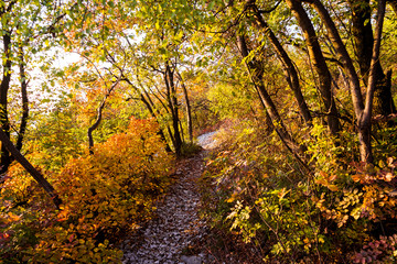 Autumn forest nature scenery