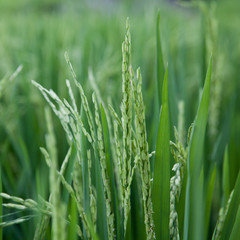 Fototapeta na wymiar Growing rice close-up.