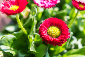 das rote gänseblümchen