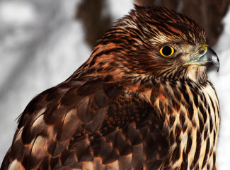 bird of prey