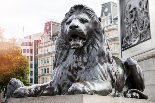 lion at trafalgar square london , united kingdom