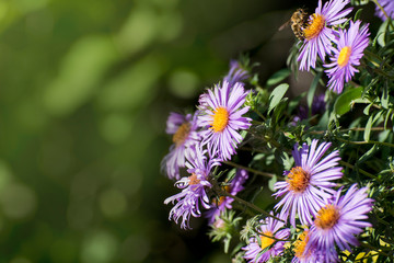 Aster amellus, the European Michaelmas-daisy, is a perennial herbaceous plant of the genus Aster....