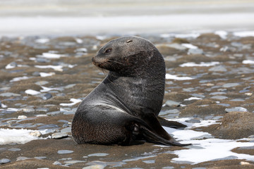 A young fur seal on Salisbury Plain on South Georgia in Antarctica