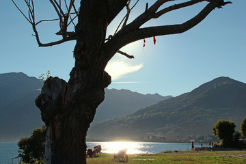 Baum am Comer See