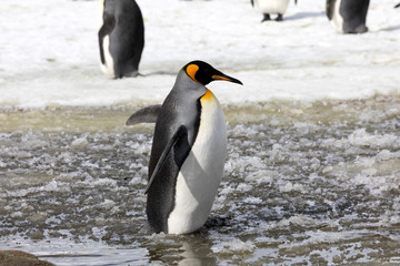 A king penguin stands in slush on Salisbury Plain on South Georgia in Antarctica