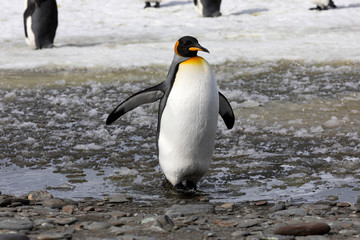 A king penguin waddles in the slush on Salisbury Plain on South Georgia in Antarctica