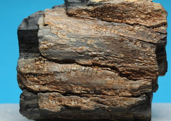 Close up of the bark of an ancient tree fossil.