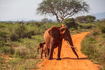 Fototapeta na wymiar Rote Elefanten im Tsavo Ost Nationalpark