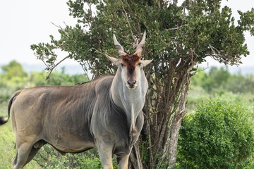 Antilope im Busch des Tsavo Nationalparks