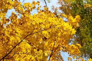 The bright yellow color of the autumn tree on a close view.
