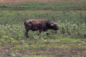 Büffel im Tsavo Nationalpark in Kenia