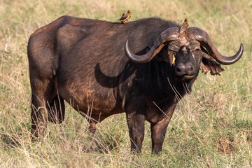Büffel im Tsavo Nationalpark in Kenia