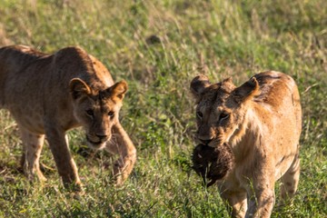 Zwei Löwen mit Beute in Tsavo
