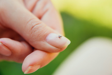 Tick crawling on finger. The concept of danger of tick bite. - obrazy, fototapety, plakaty