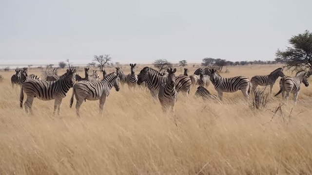 Namibia - Etoscha Nationalpark - Bergzebra
