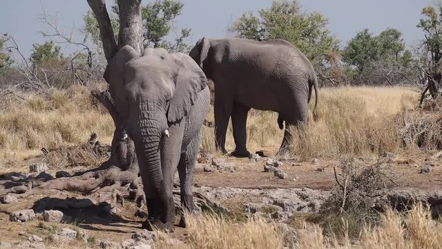 Namibia - Etoscha Nationalpark - Afrikanischer Elefant