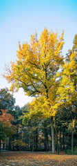 Naklejka premium the autumn in the park of Suzhou, China