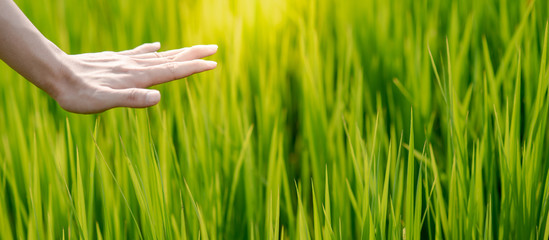 Male hand touching on green field. Nature therapy or eco friendly concept. Agriculture and environment background