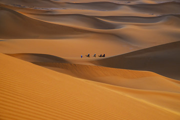 Fototapeta na wymiar Camel caravan among dunes