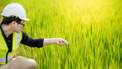 Young Asian male agronomist or agricultural engineer observing green rice field for the agronomy research. Agriculture and technology concepts