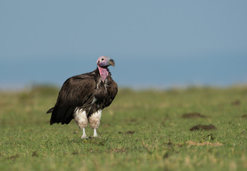 lappet-faced vulture in Maasai Mara