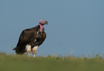 lappet-faced vulture in Maasai Mara