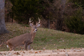 white-tailed deer buck walking through a meadow