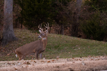 white-tailed deer buck walking through a meadow