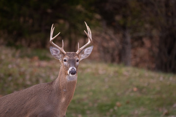 Naklejka na ściany i meble white-tailed deer buck walking through a meadow