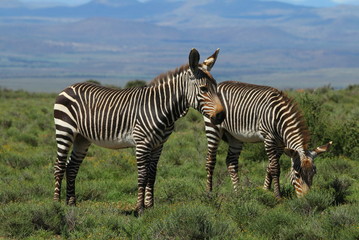 Fototapeta na wymiar Two Mountain Zebras standing in a field.