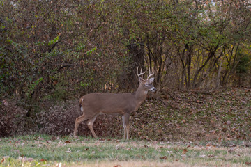 Obraz na płótnie Canvas White-tailed deer buck along the edge of the woods