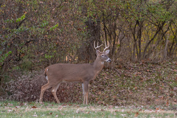 White-tailed deer buck along the edge of the woods