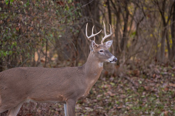 Naklejka na ściany i meble White-tailed deer buck along the edge of the woods