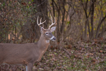 White-tailed deer buck along the edge of the woods