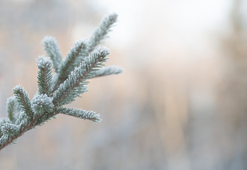 Frosty beautiful branch