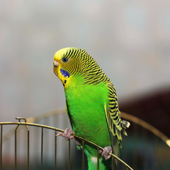 The wavy parrot sits on the cage